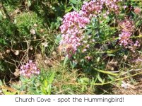Spot the Hummingbird Hawk Moth