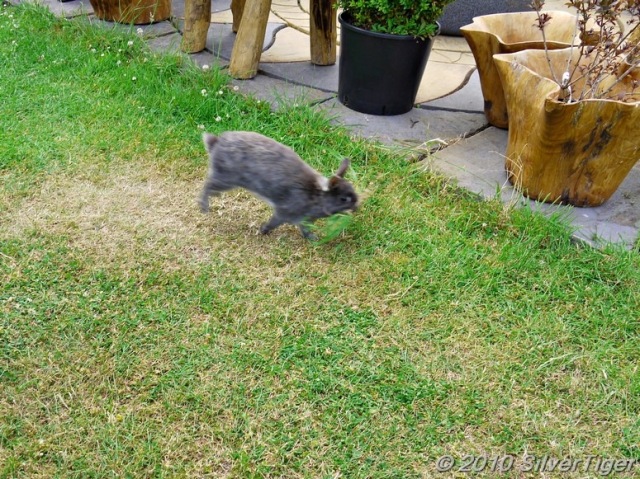 Just a blur: that speeding rabbit!