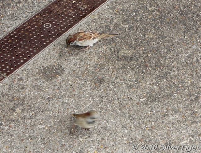 Sparrows keep busy on the station