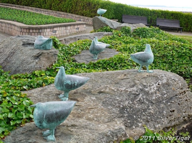 Bronze gulls