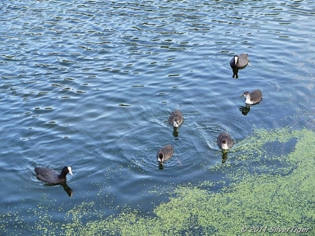 The coot family
