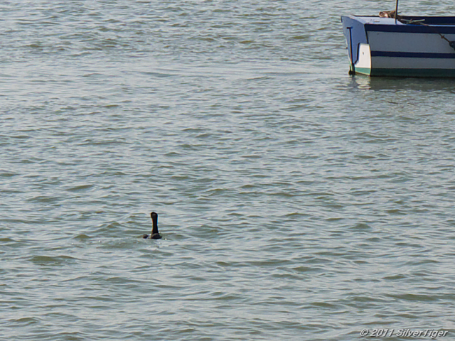 A lone cormorant