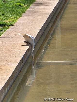 Thirsty egret